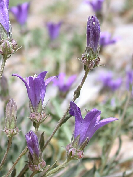 File:Campanula stricta libanotica 1.JPG