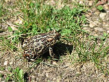Kanadalı Kurbağa -Anaxyrus hemiophrys.jpg