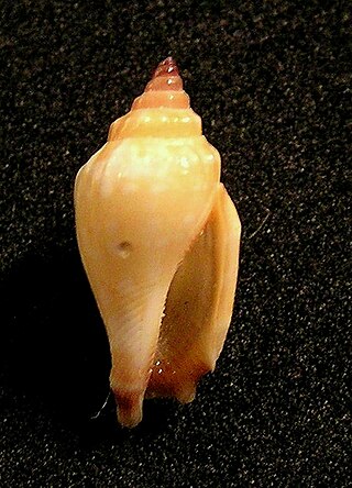 <i>Canarium wilsonorum</i> Species of gastropod