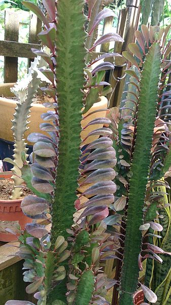 File:Candelabra plant (Euphorbia lactea).jpg