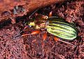 Carabus auronitens