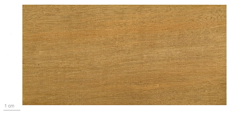 File:Carpolepis laurifolia MHNT.BOT.2010.6.58.jpg