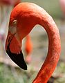 Carribean Flamingo