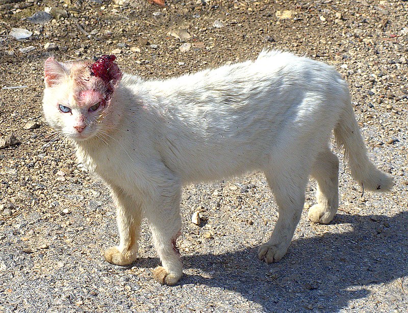 cat with rabies eyes