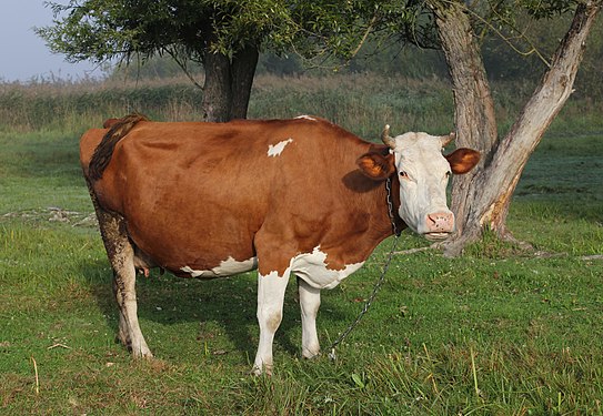 Cow