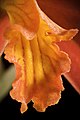 Cattleya milleri Labellum