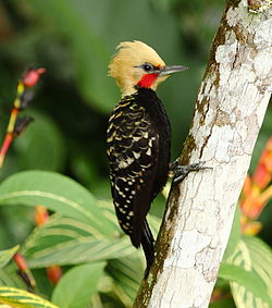 Celeus flavescens - Blond-crested Woodpecker (male).JPG
