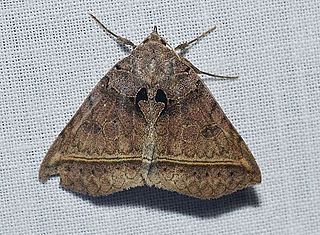 <i>Celiptera frustulum</i> Species of moth