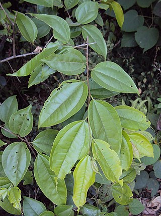 <i>Celtis timorensis</i> Species of tree