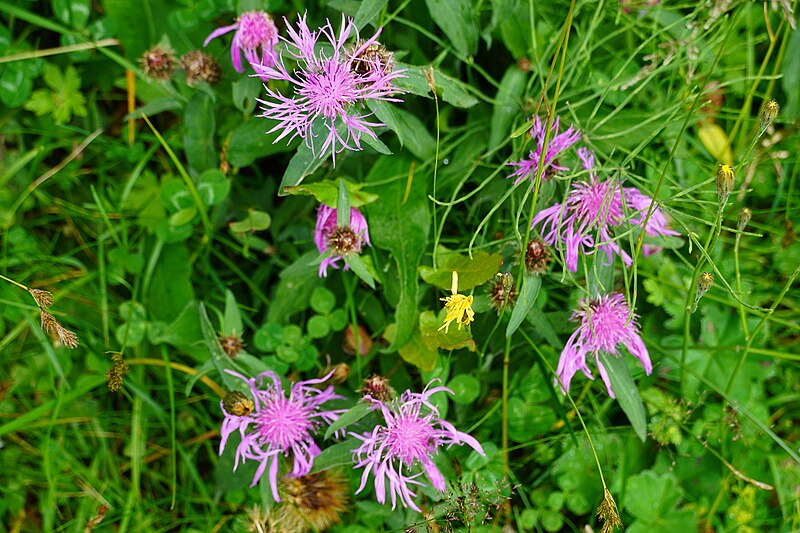 File:Centaurea in Carinthia.jpg