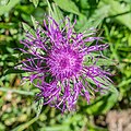 * Nomination Centaurea nervosa at Col de Joux Plane in Verchaix, Haute-Savoie, France. --Tournasol7 16:24, 8 June 2022 (UTC) * Promotion Very good. -- Ikan Kekek 16:56, 8 June 2022 (UTC)  Comment This is not Centaurea montana. See the file name, see the 2021 discussion in the user page archive #22. -- Martinus KE 21:44, 8 June 2022 (UTC)  Done, Tournasol7 04:35, 9 June 2022 (UTC)  Support O.k. now. Good quality. --Robert Flogaus-Faust 17:00, 9 June 2022 (UTC)