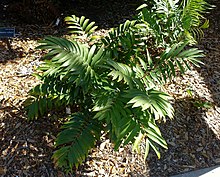 Ceratozamia microstrobila - Marie Selby Botanical Gardens - Sarasota, Floride - DSC01125.jpg