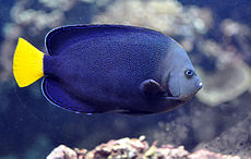 Chaetodontoplus caeruleopunctatus.jpg