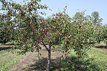 Cherry tree, August CherryTreeBalatonDoorCountyWisconsin.jpg