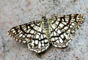 Lattice tensioner (Chiasmia clathrata)