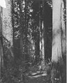 Child hugging large tree in the woods, Port Gamble, Washington, 1906 (WASTATE 3461).jpeg