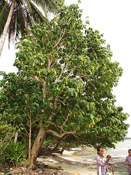 File:Chinese lantern tree (Hernandia nymphaeifolia).jpg