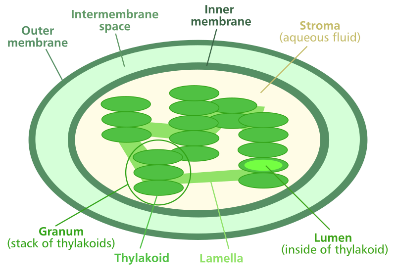 File:Chloroplast diagram.svg - Wikipedia