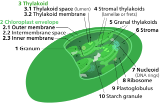 <span class="mw-page-title-main">Thylakoid</span> Membrane enclosed compartments in chloroplasts and cyanobacteria