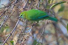 Chloropsis cochinchinensis - Khao Yai.jpg 