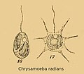 Vignette pour Chrysamoebaceae