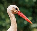 * Nomination White stork; Bird park Steinen, Germany --Llez 05:23, 30 July 2023 (UTC) * Promotion  Support Good quality -- Johann Jaritz 05:31, 30 July 2023 (UTC)