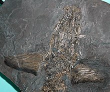 Skull and pectoral fins of a C. fyleri specimen on display in Cincinnati Cladoselache fyleri (fossil shark) (Cleveland Shale Member, Ohio Shale, Upper Devonian; Brooklyn, Ohio, USA) 2 (33699470716).jpg