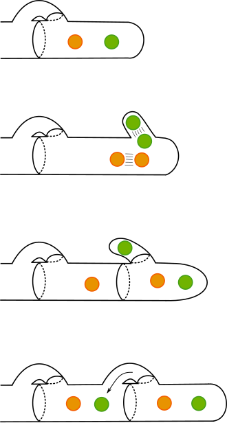 Clamp connection formation between two nuclei (one shown in green, the other orange) Clamp connections fungi.svg