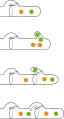 Figura 3: Diagrama de la formació d'una fíbula.