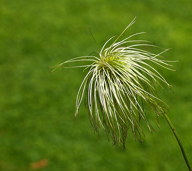 File:Clematis tangutica (zaadpluis).JPG