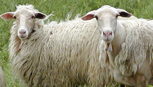 The name Caprettone may be derived from the Italian word for goat, capra. Close up of Italian sheep.png