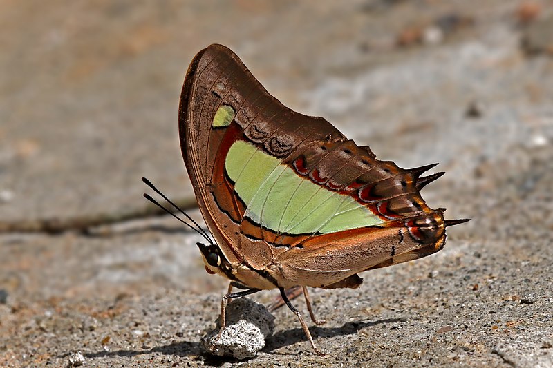 File:Close wing Basking of Charaxes bharata C. & R. Felder, 1867 - Indian Nawab WLB IMG 1053.jpg