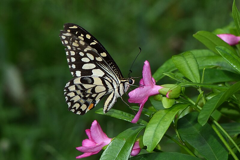 File:Close wing Nectaring of Papilio demoleusLinnaeus, 1758 – Lime Swallowtail DSC 1257.jpg