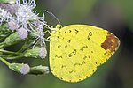 Vignette pour Eurema blanda