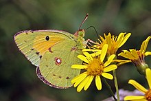 Clouded yellow (Colias croceus) male underside 2.jpg