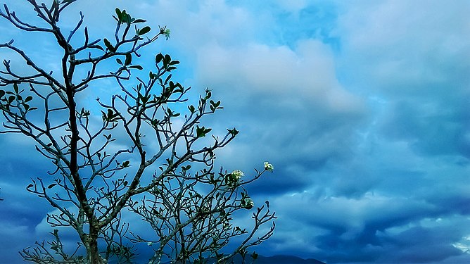 The blue sky with dark clouds in rainy behind Templetree