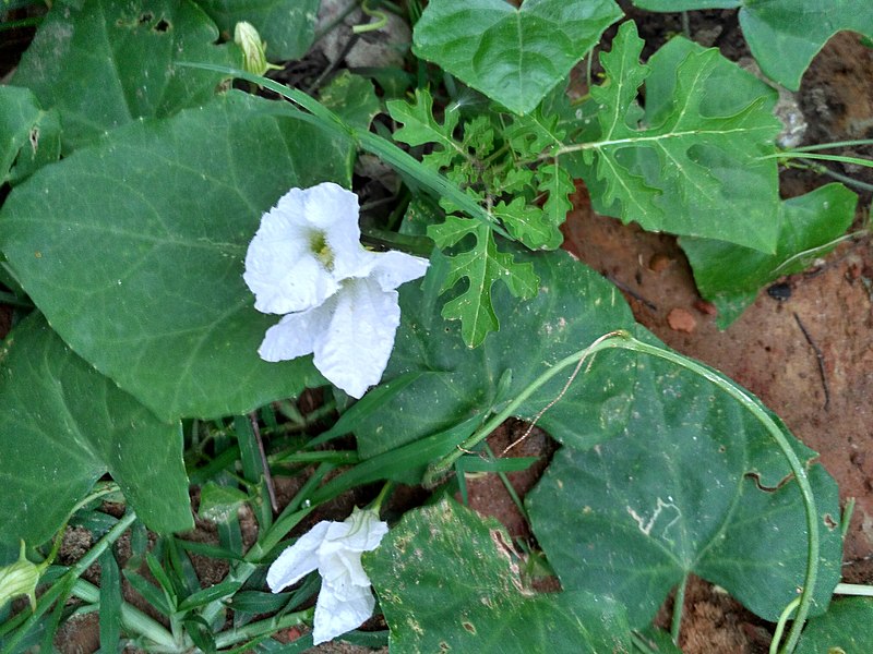 File:Coccinia Grandis, Dhaka .jpg