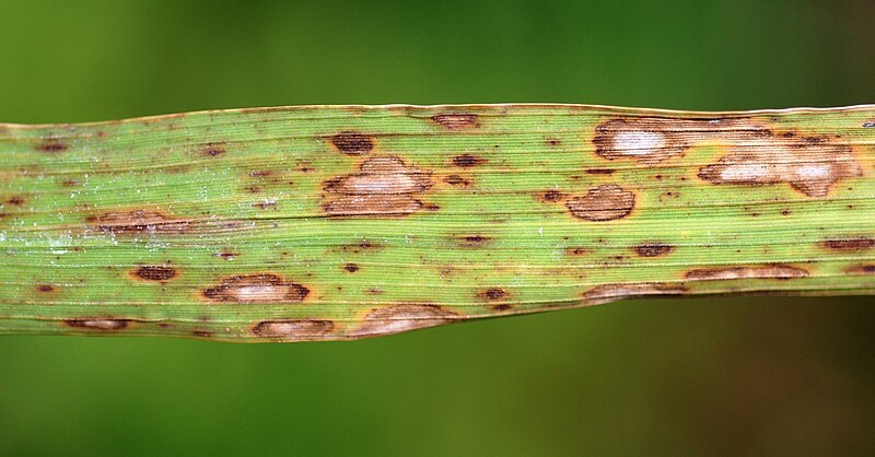 Cochliobolus miyabeanus (Brown spot disease fungus ...