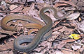 August 7: The snake Coelognathus erythrurus.