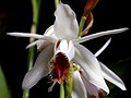 Coelogyne barbata