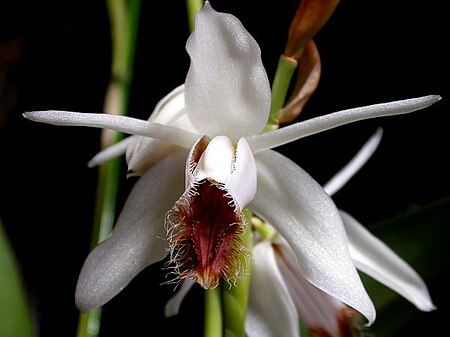 Tập_tin:Coelogyne_barbata.jpg