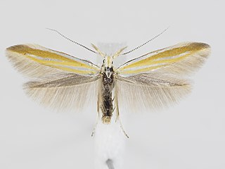 <i>Coleophora partitella</i> Species of moth