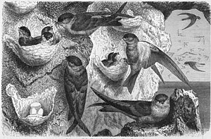 Salangans (Collocalia esculenta).  (From Meyers Konversations-Lexikon (1885–90))