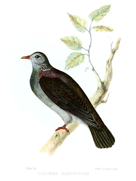 File:ColumbaElphinstoniiJerdon.jpg