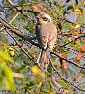 T. p. pallidus showing the white outer tail feathers and brown central tail feathers (Punjab). CommonWoodshrike.JPG