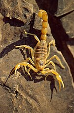 Miniatura per Scorpiones