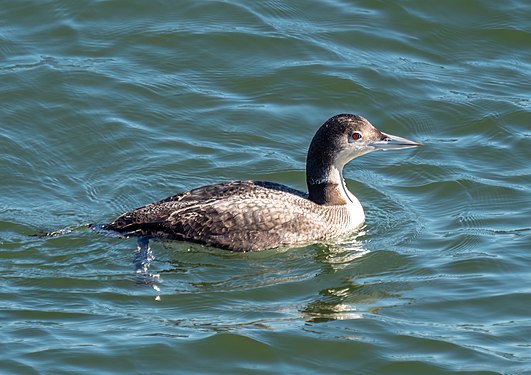 Common loon off Coney Island