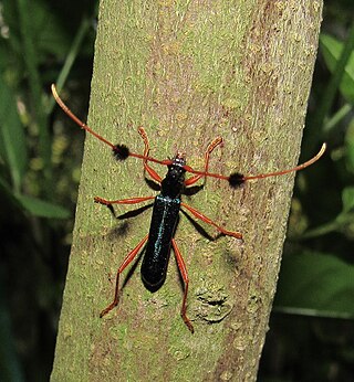 <i>Compsocerus</i> Genus of beetles