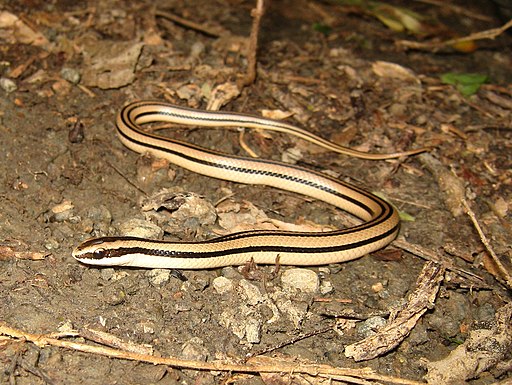 Conophis vittatus