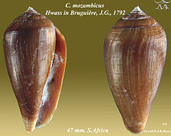 Description de l'image Conus mozambicus 1.jpg.